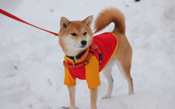 半场比分:54-52,北京仅以微弱优势领先!,半场比分什么意思